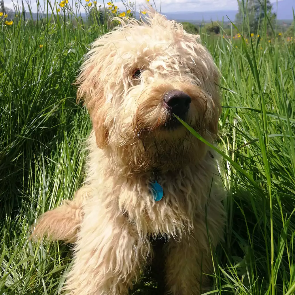 Chiots-Goldendoodle-de-portees-precedentes-06