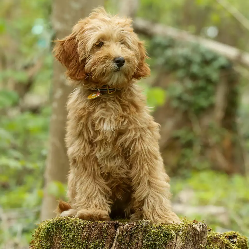 Labradoodle - élevage les Roches du Mettey