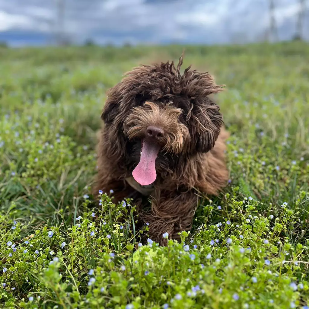 Chiots-Aussiedoodle-de-portees-precedentes-02