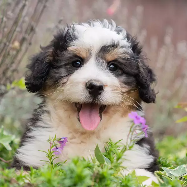 BerneDoodle_accueil