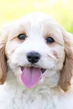 cavapoo-accueil